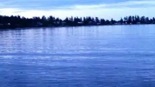 OtterFamily.MP4