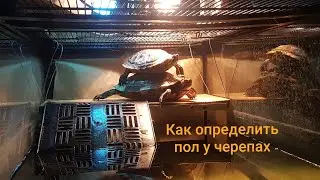 Как определить пол у черепахи
