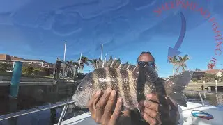 Sheepshead Fishing They Cant Resist THIS BAIT!! 🦀