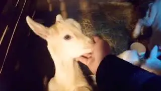 Хозяйство/все в одном сарае/утки/свиньи/козы/куры