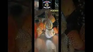 Дискусы в Новосибирск, Кемерово.