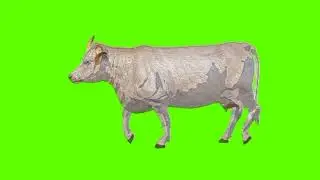 Green screen buffalo video | White Buffalo walking green screen