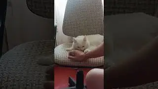 ПОДДЕРЖИ  КАНАЛ ДЕНЕЖКОЙ 🙏, ссылка в описании#cat #смешнойкот #funnyanimal #рекомендации #funnypet