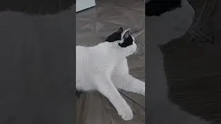 Что?!
