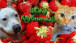 Стафф убийца и клубничка))