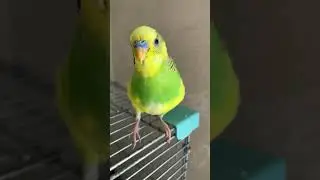 Ричи..💕 #bird #birds #parrot #попугаи #budgies #cute #pets #funny #animals