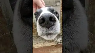 Чубака #funny #beauty #belarus #love #food #nature #recommended #sports #trending #dog #ytshorts #yt