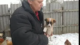 Какие есть люди-сво... чи, щенка выбросили в мороз на дороге