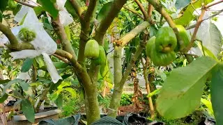 CARA MEMBUAT KOMPOS DARI DAUN JAMBU