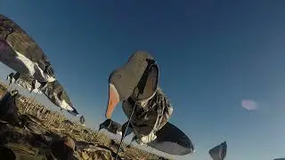 Texas lessers and bonus cranes Day 2 and 3
