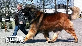 TOP 5 THE BIGGEST GIANT DOGS IN THE WORLD