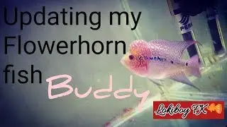 Updating my flowerhorn fish, 