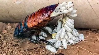 LAS LOCAS FORMAS EN QUE LOS ANIMALES DAN A LUZ