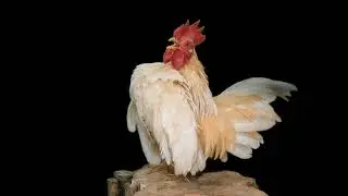 Hen overlay hen green screen hen sounds hen youtube green screen