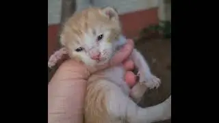 Minik Kedicikler