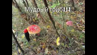 Мухоморы и алкоголь