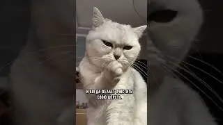 Почему кошка вылизывается после того, как её погладили 