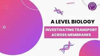 Investigating Transport Across Membranes | A Level Biology | OCR, AQA, Edexcel