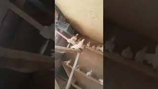 Голуби Зайнудина Шымкент рантовые сиреневые розовые тасманы