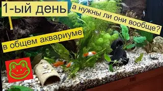 Мальки анцитруса в общем аквариуме