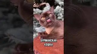 Самые ласковые породы кошек 