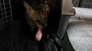 noisy eater!
