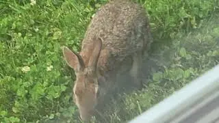 Bunny