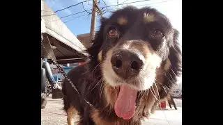 "TE PRESTARE UN PERRO" - Voz: Guillermo Luquet