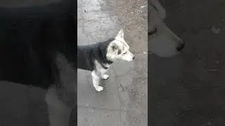 ПЕС ПОТЕРЯШКА ИЩУ ХОЗЯЕВ