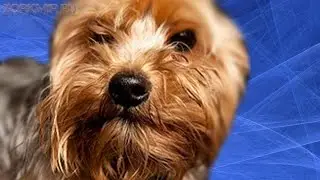 Angioedema in Dogs | Causes | Treatment | Diagnosis