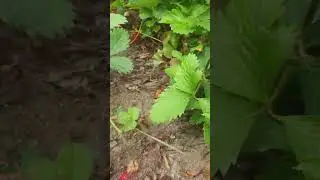 Клубника севера