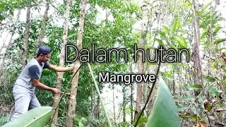 Nebang kayu dapatnya siput mangrove