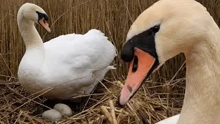 Mute Swan Pair Welcome First Eggs | Discover Wildlife | Robert E Fuller