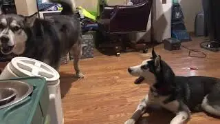 Husky Banter