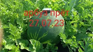 арбуз прёт.27.07.23