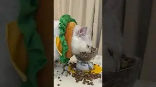 A Huge Bite #funnycats #shorts
