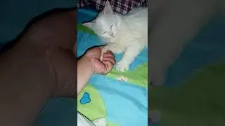 @napagod mommy cat qoh #nakatulog