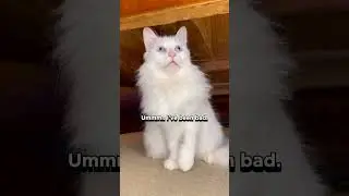 I've been bad...🤣 #funnyvideos #cats #funnycats #comedy #shorts #memes #catmemes #funny #joke
