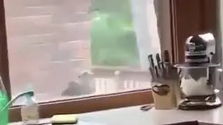Дай похавать