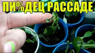 ИСПОРТИЛА РАССАДУ ПЕРЦА, НЕ ПОВТОРЯЙТЕ МОИХ ОШИБОК! ОШИБКИ ПРИ ВЫРАЩИВАНИИ РАССАДЫ!