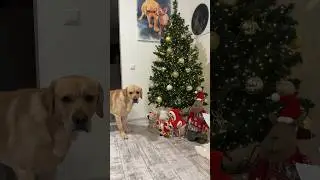 Хорошая маскировка😂