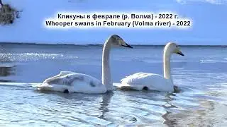 Лебеди кликуны в феврале