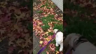 Goji and autumn leaves 🐶🍂🍃🍂 