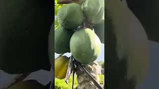 Papaya tree grown from seed in San Gabriel Valley, Ca