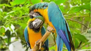 Peaceful Birds & Morning Forest Sounds (No Music) — 9-Minute Relaxation 4K
