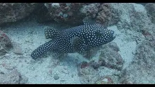 Costa Rica 2026   Unusual Creatures