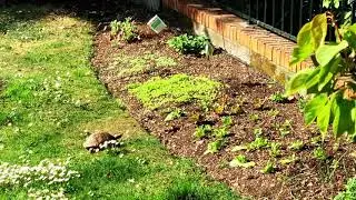 Turtle Mick Jagger has breakfast