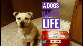 A dogs happy life