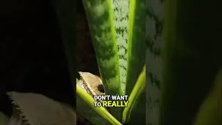 The BEST Crested Gecko Plant?