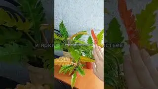 Какое #ОСВЕЩЕНИЕ лучше🌞 #Филодендрон Золотой крокодил🐊 #цветы #содержание #уход #растения #shorts
